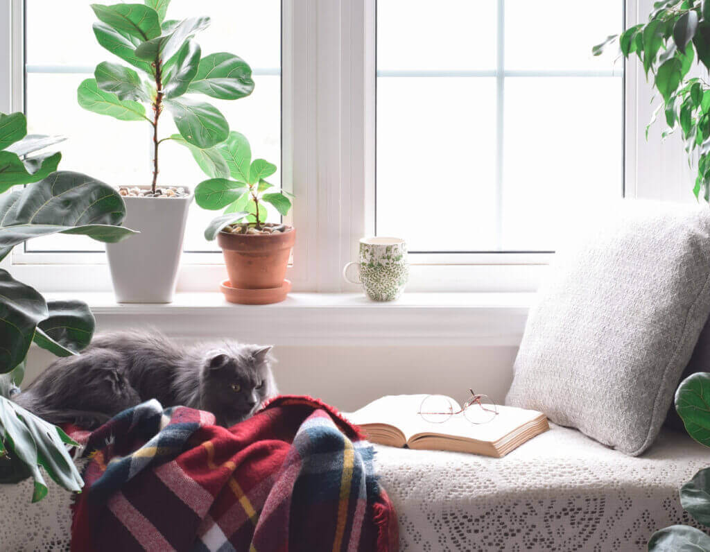 Cozy window nook with a cat on a blanket, plants, and an open book in the Oklahoma City metro area