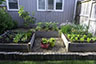 raised bed vegetable garden